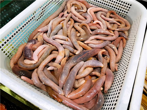 150余種沿海地區河 海鮮,做廚師的一定要認識