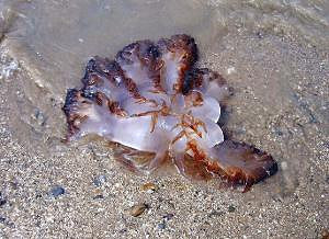 海蜇是水母嗎?海蜇的營養價值有哪些?