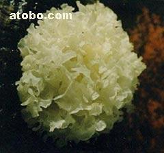 【海蜇皮、大連海蜇、大連海蜇皮】1,價格,廠家,圖片,供應商,其他水產及制品,大連水源海產品 - 產品庫 - 阿土伯交易網