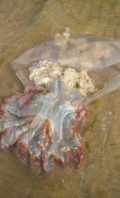 蘇州到日照三日游~自由行