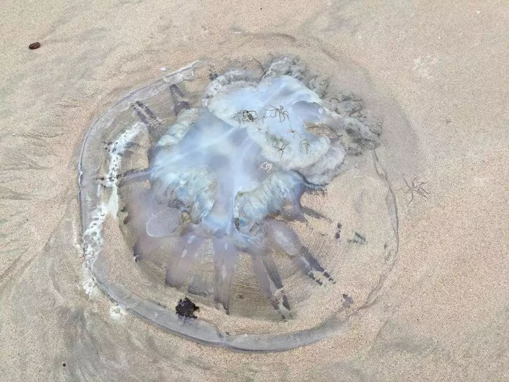 海蜇傷人！去海邊帶肥皂，關(guān)鍵時(shí)刻能救命