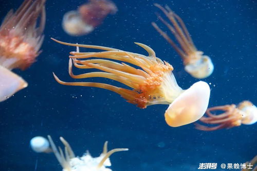 海蜇沒有眼睛，它們是如何感知世界的？